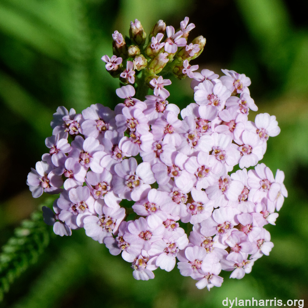 image: This is &lsquo;flower (xxxviii) 4&rsquo;.