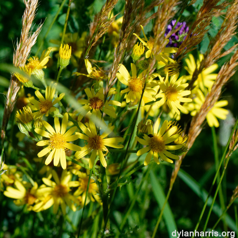 image: This is &lsquo;flower (xxxviii) 5&rsquo;.