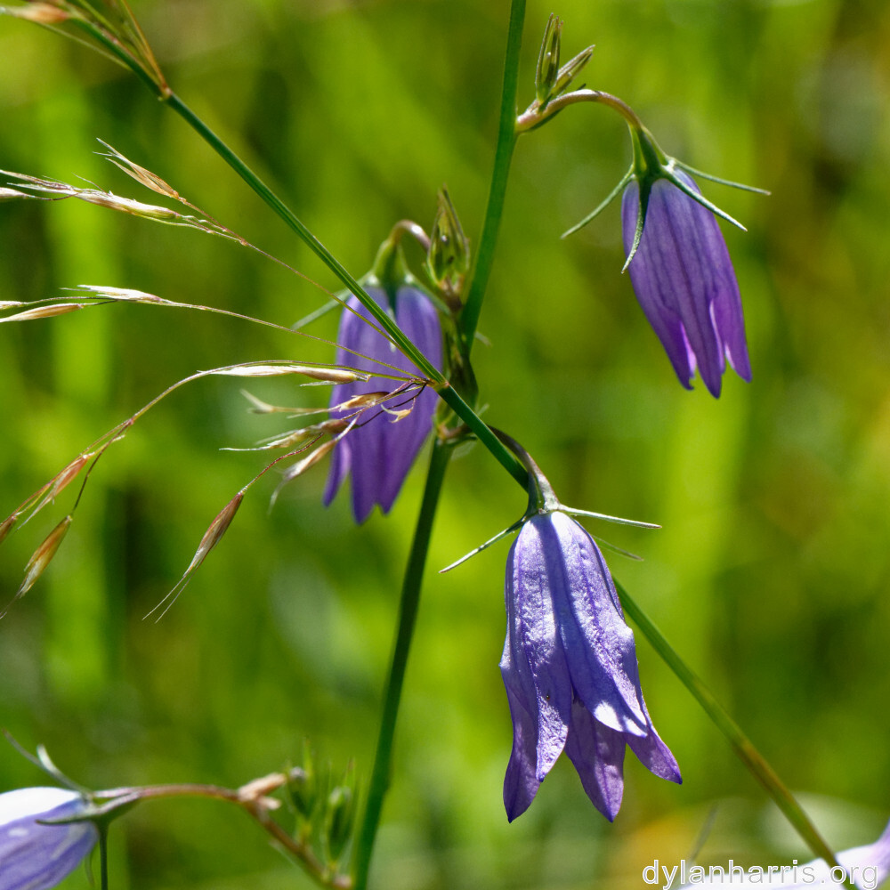 image: This is &lsquo;flower (xxxviii) 6&rsquo;.