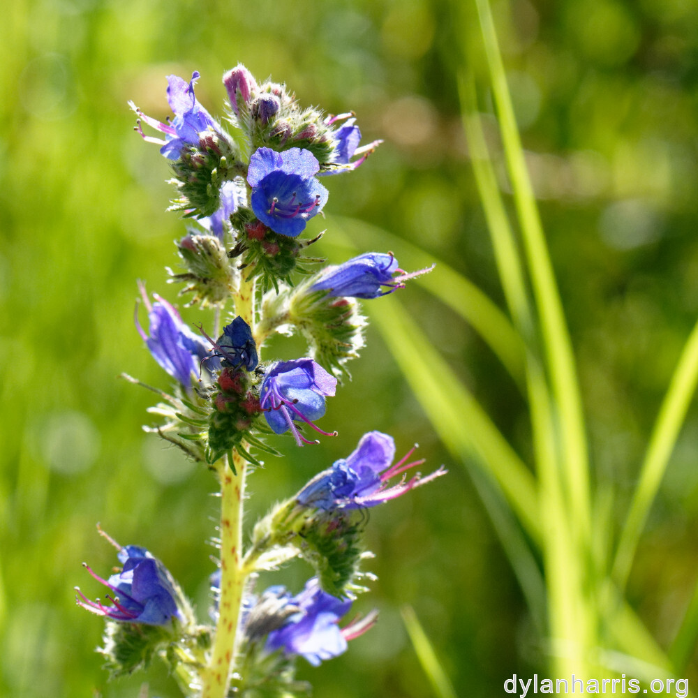 image: This is &lsquo;flower (xxxviii) 7&rsquo;.