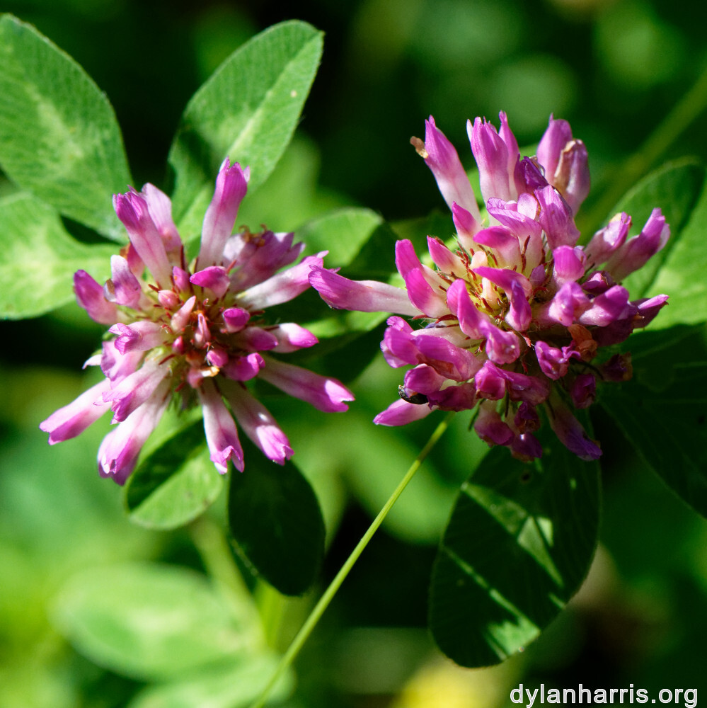 image: This is &lsquo;flower (xxxviii) 8&rsquo;.