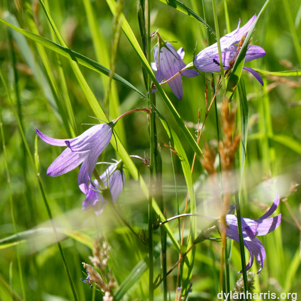 image: This is &lsquo;flower (xxxviii) 9&rsquo;.