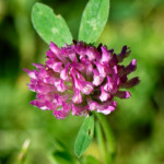 image: Image from the photoset &lsquo;flower (xxxviii)&rsquo;.