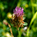 image: Image from the photoset &lsquo;flower (xxxviii)&rsquo;.