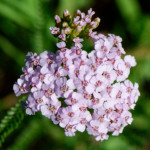 image: Image from the photoset &lsquo;flower (xxxviii)&rsquo;.