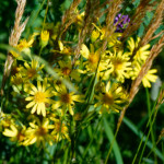 image: Image from the photoset &lsquo;flower (xxxviii)&rsquo;.