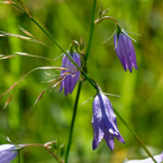 image: Image from the photoset &lsquo;flower (xxxviii)&rsquo;.