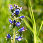 image: Image from the photoset &lsquo;flower (xxxviii)&rsquo;.