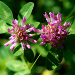 image: Image from the photoset &lsquo;flower (xxxviii)&rsquo;.