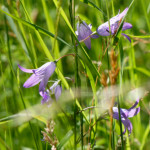 image: Image from the photoset &lsquo;flower (xxxviii)&rsquo;.