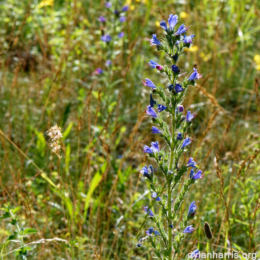 image: This is &lsquo;flower (xxxix) 1&rsquo;.