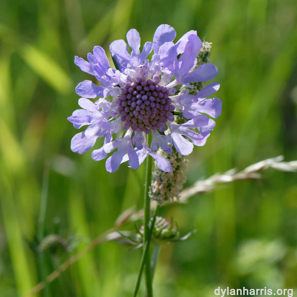 image: This is &lsquo;flower (xxxix) 2&rsquo;.