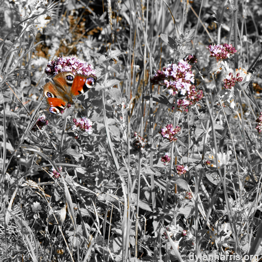 image: This is &lsquo;flower (xxxix) 3&rsquo;.