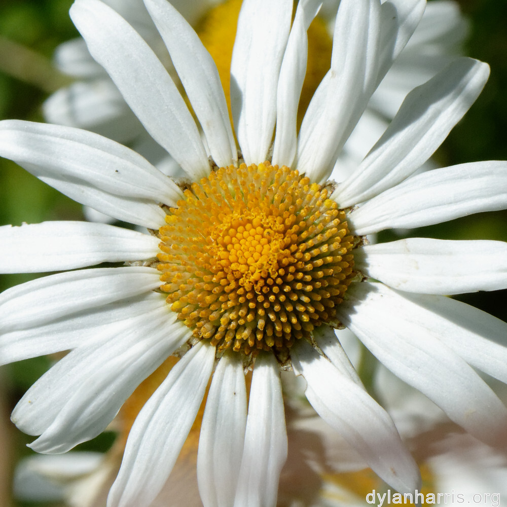 image: This is &lsquo;flower (xxxix) 4&rsquo;.