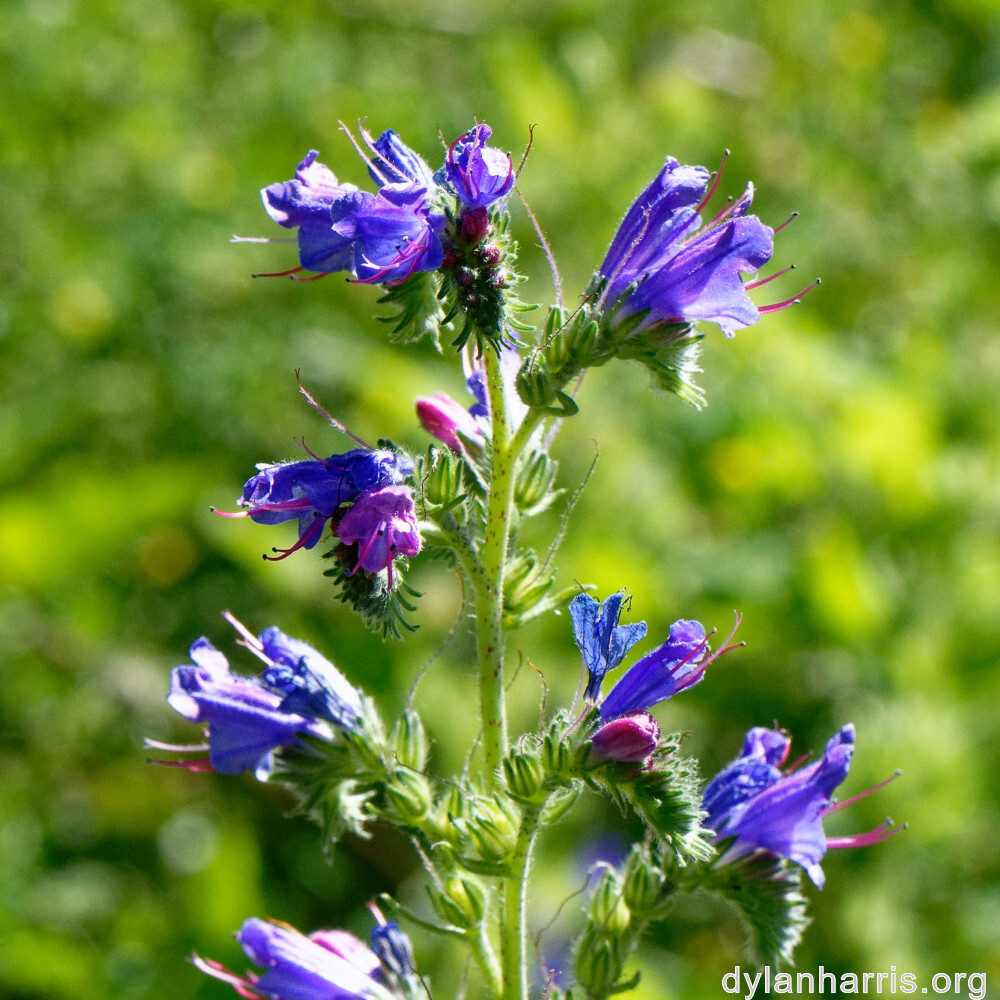 image: This is &lsquo;flower (xxxix) 6&rsquo;.