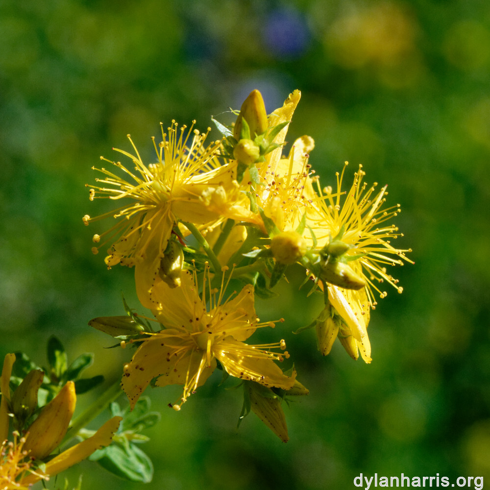 image: This is &lsquo;flower (xxxix) 7&rsquo;.