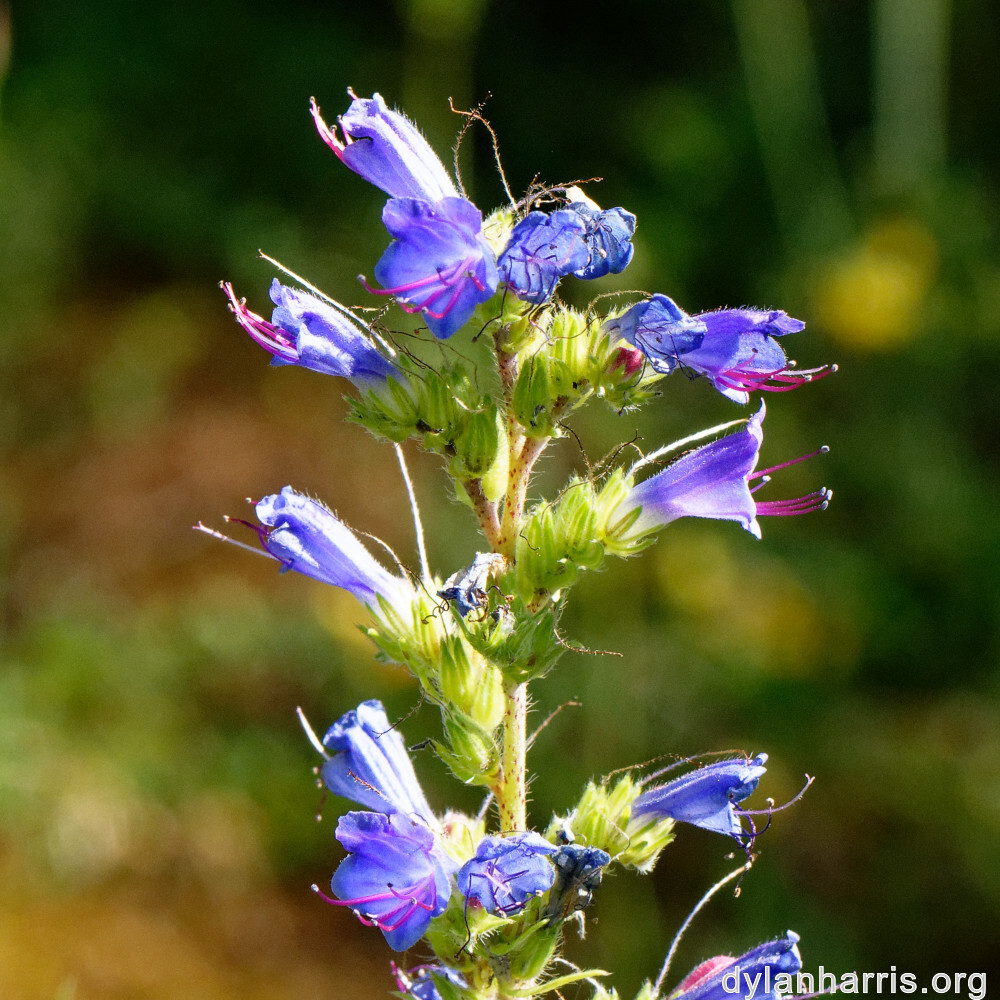 image: This is &lsquo;flower (xxxix) 9&rsquo;.