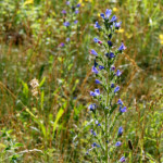 image: Image from the photoset &lsquo;flower (xxxix)&rsquo;.