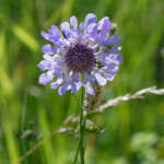 image: Image from the photoset &lsquo;flower (xxxix)&rsquo;.