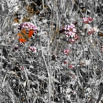 image: Image from the photoset &lsquo;flower (xxxix)&rsquo;.