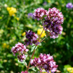 image: Image from the photoset &lsquo;flower (xxxix)&rsquo;.