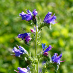 image: Image from the photoset &lsquo;flower (xxxix)&rsquo;.