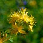 image: Image from the photoset &lsquo;flower (xxxix)&rsquo;.