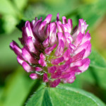 image: Image from the photoset &lsquo;flower (xxxix)&rsquo;.