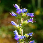 image: Image from the photoset &lsquo;flower (xxxix)&rsquo;.