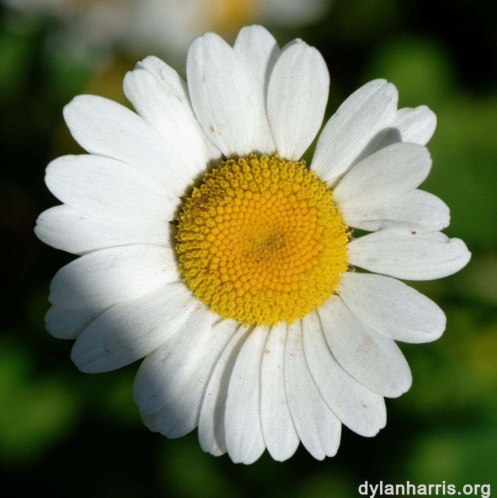 image: This is &lsquo;flower (xl) 1&rsquo;.