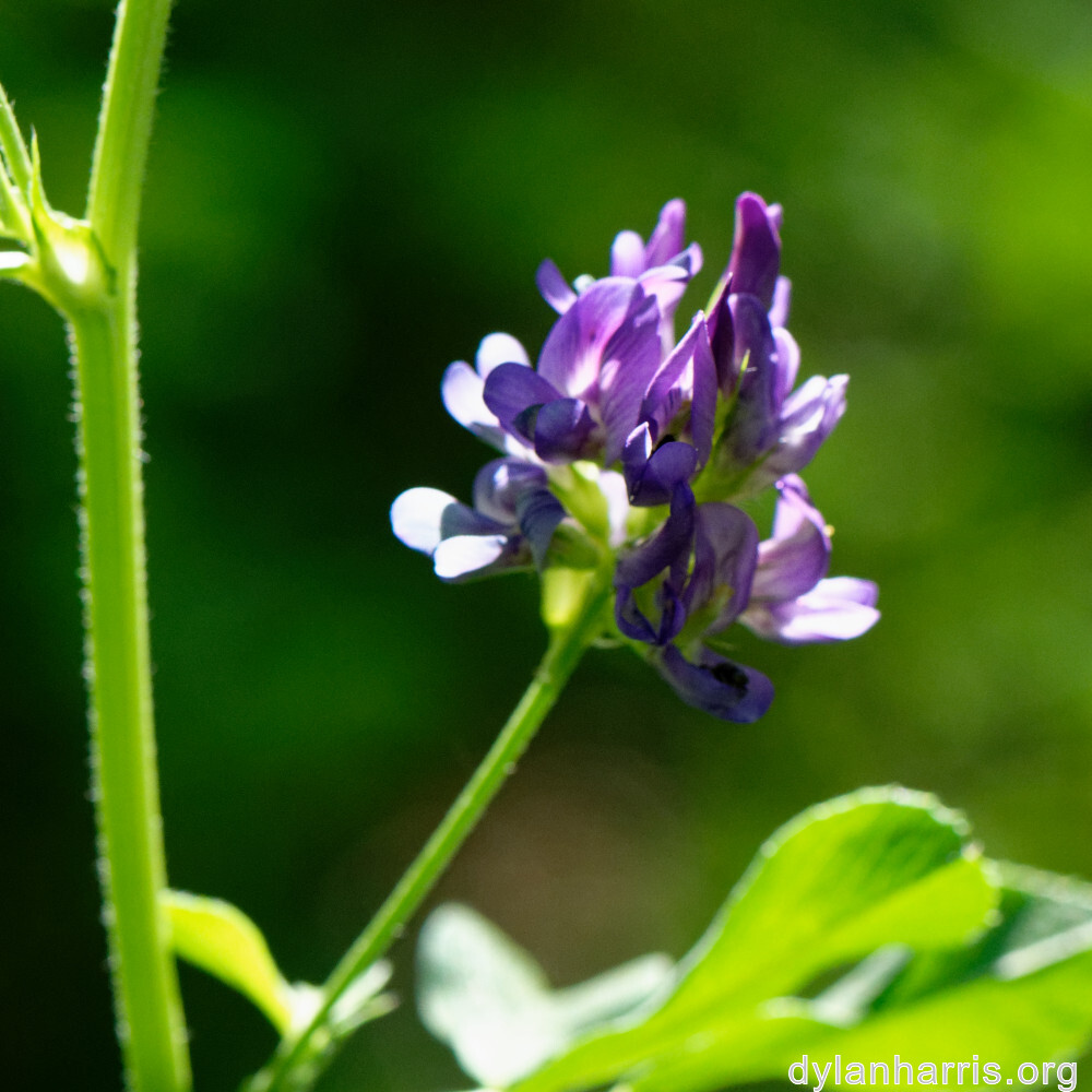 image: This is &lsquo;flower (xl) 2&rsquo;.