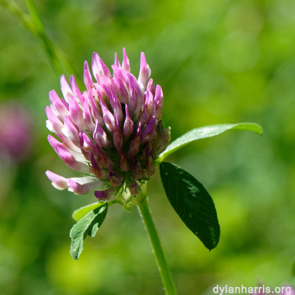 image: This is &lsquo;flower (xl) 4&rsquo;.