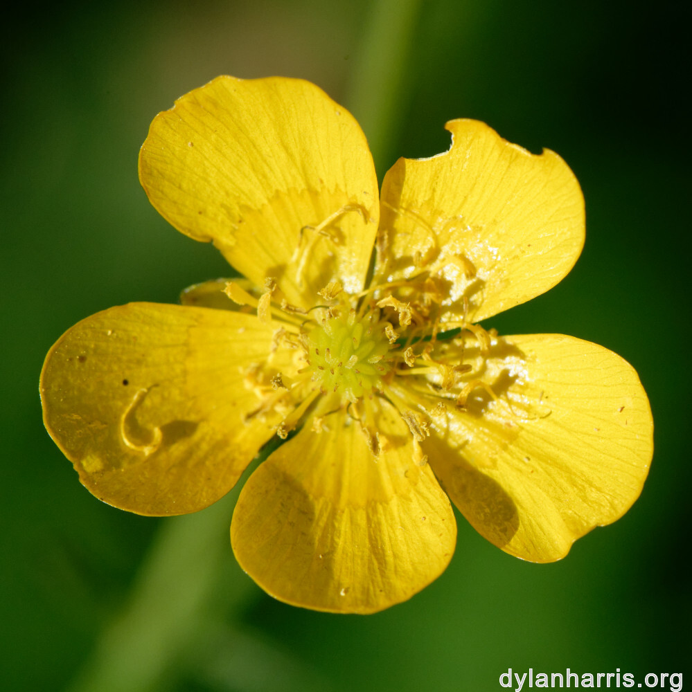 image: This is &lsquo;flower (xl) 5&rsquo;.