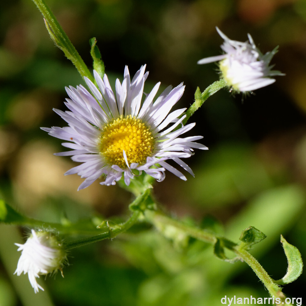 image: This is &lsquo;flower (xl) 7&rsquo;.