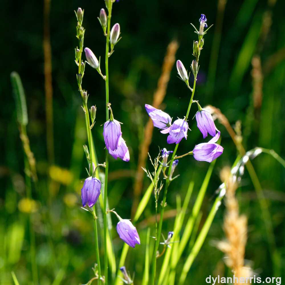 image: This is &lsquo;flower (xl) 8&rsquo;.