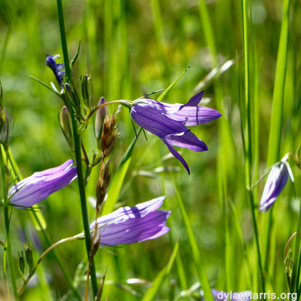 image: This is &lsquo;flower (xl) 9&rsquo;.