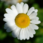 image: Image from the photoset &lsquo;flower (xl)&rsquo;.