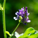 image: Image from the photoset &lsquo;flower (xl)&rsquo;.