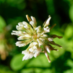 image: Image from the photoset &lsquo;flower (xl)&rsquo;.