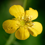 image: Image from the photoset &lsquo;flower (xl)&rsquo;.