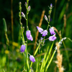 image: Image from the photoset &lsquo;flower (xl)&rsquo;.