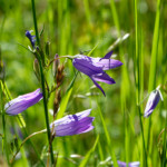 image: Image from the photoset &lsquo;flower (xl)&rsquo;.