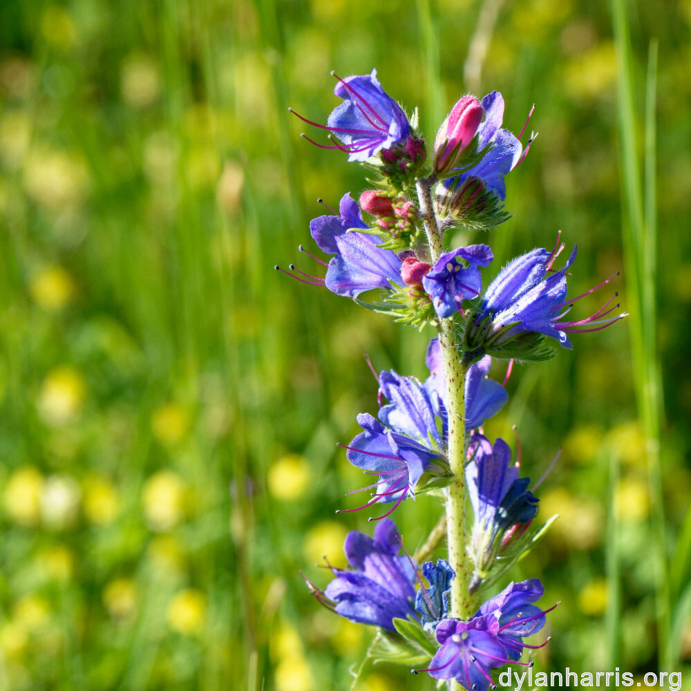 image: This is &lsquo;flower (xli) 1&rsquo;.