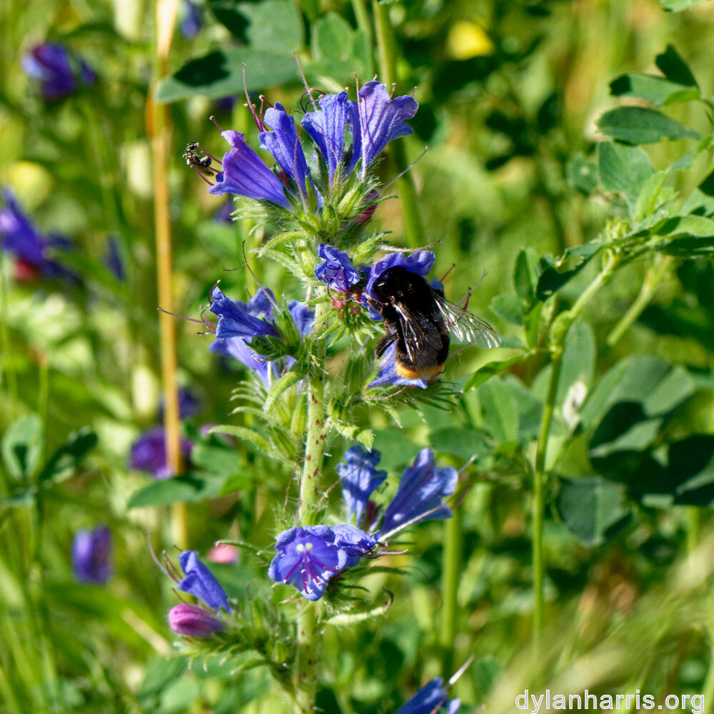 image: This is &lsquo;flower (xli) 2&rsquo;.