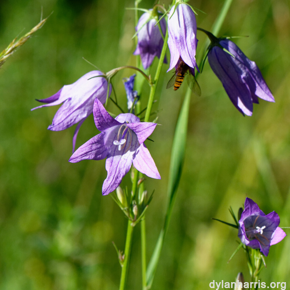 image: This is &lsquo;flower (xli) 3&rsquo;.