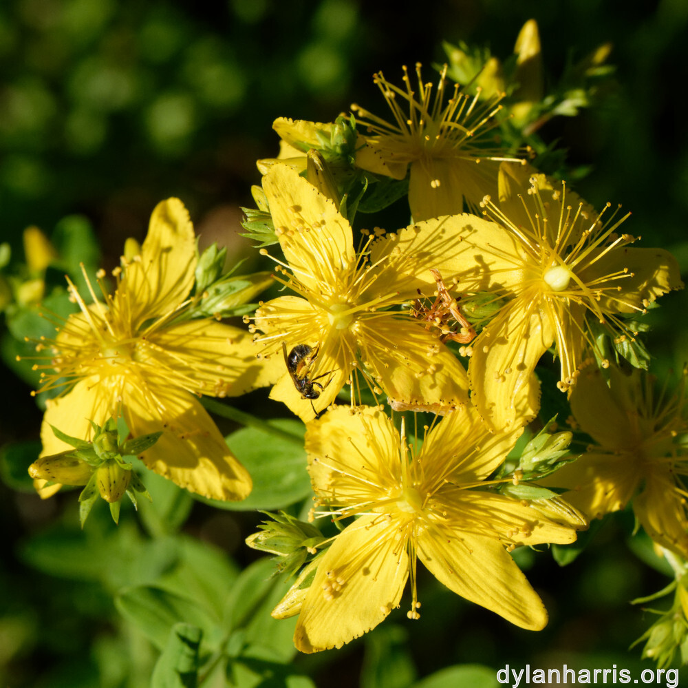 image: This is &lsquo;flower (xli) 4&rsquo;.