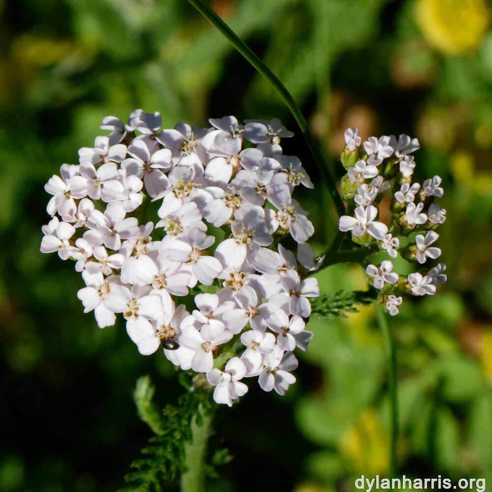 image: This is &lsquo;flower (xli) 5&rsquo;.