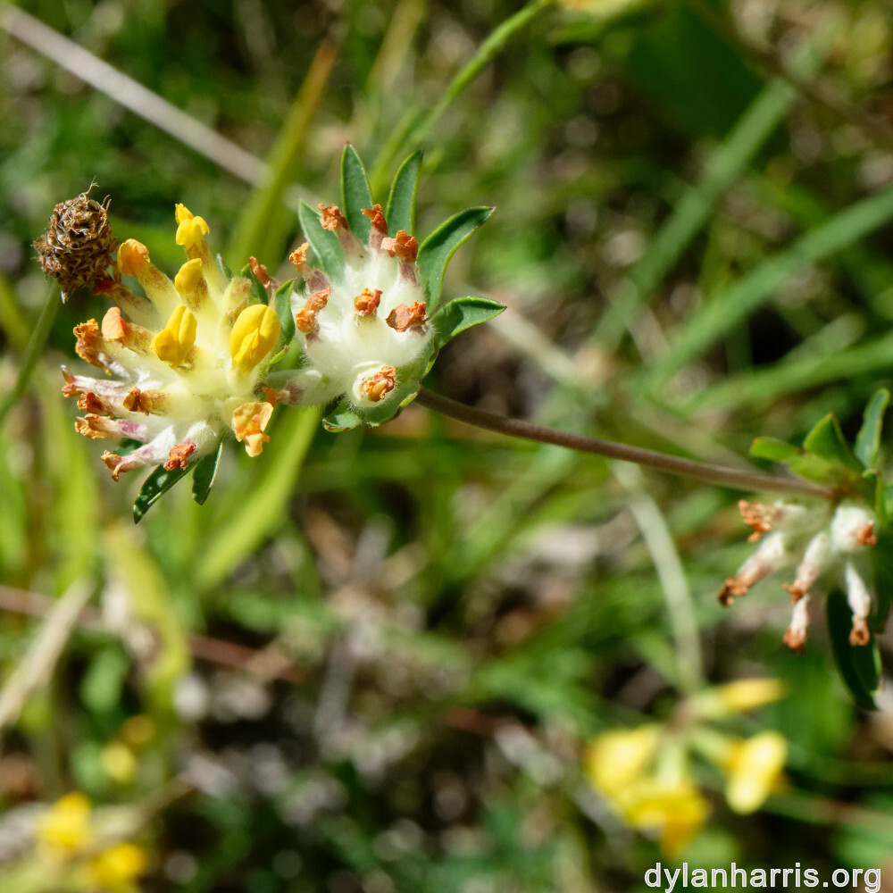 image: This is &lsquo;flower (xli) 6&rsquo;.