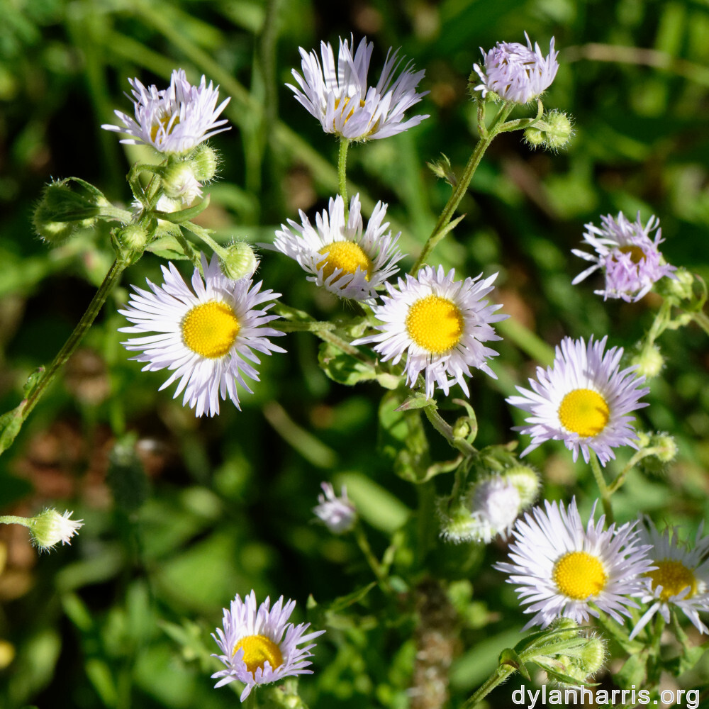 image: This is &lsquo;flower (xli) 7&rsquo;.