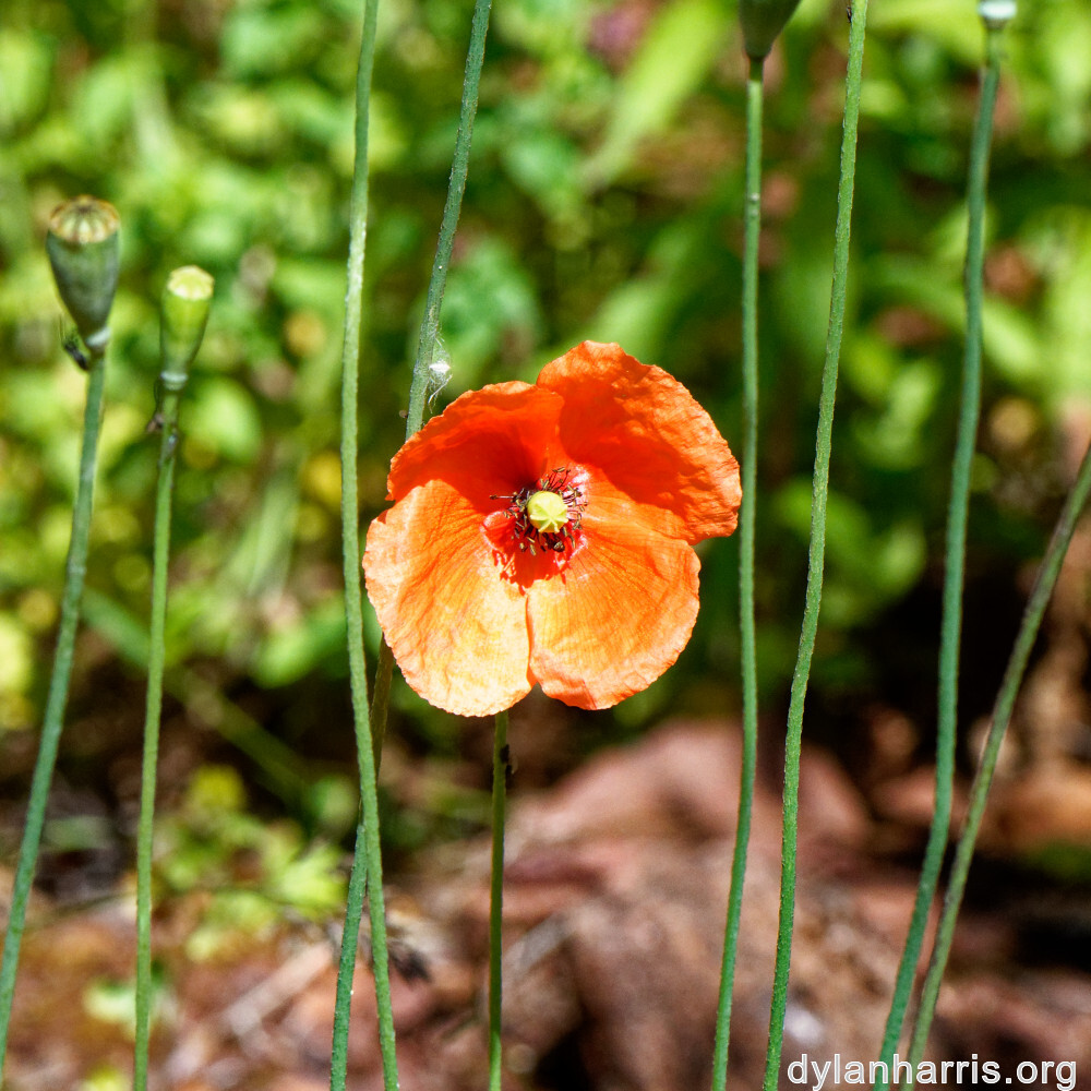 image: This is &lsquo;flower (xli) 8&rsquo;.